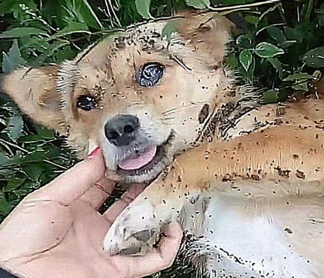 狗狗知道自己要死了，趕緊離家出走，主人找到它後，瞬間落淚 萌趣萌寵 第2张
