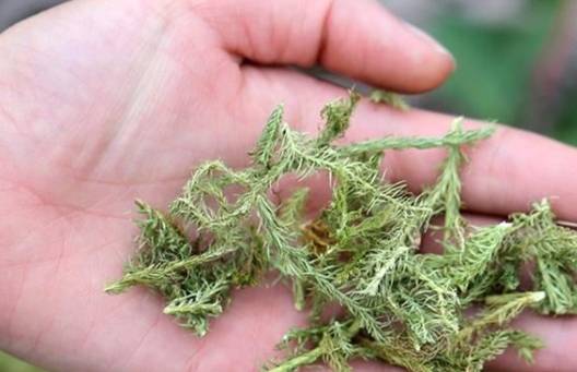 除了舒筋活络的作用，伸筋草还有祛风散寒，除湿解毒的功效。有些人身体