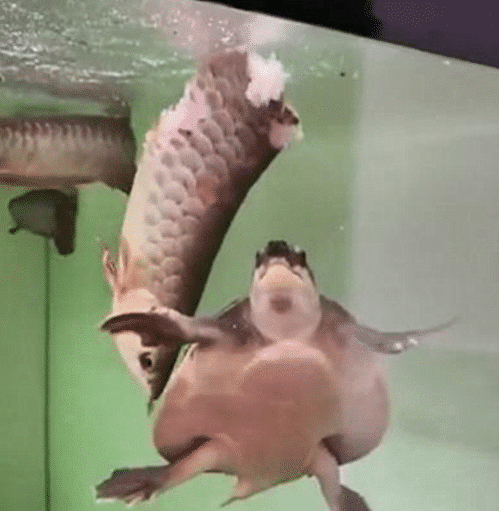 乌龟为什么不能放在鱼缸里 56b2ca8c5bf442429d2e9ea16a36ca3d.png