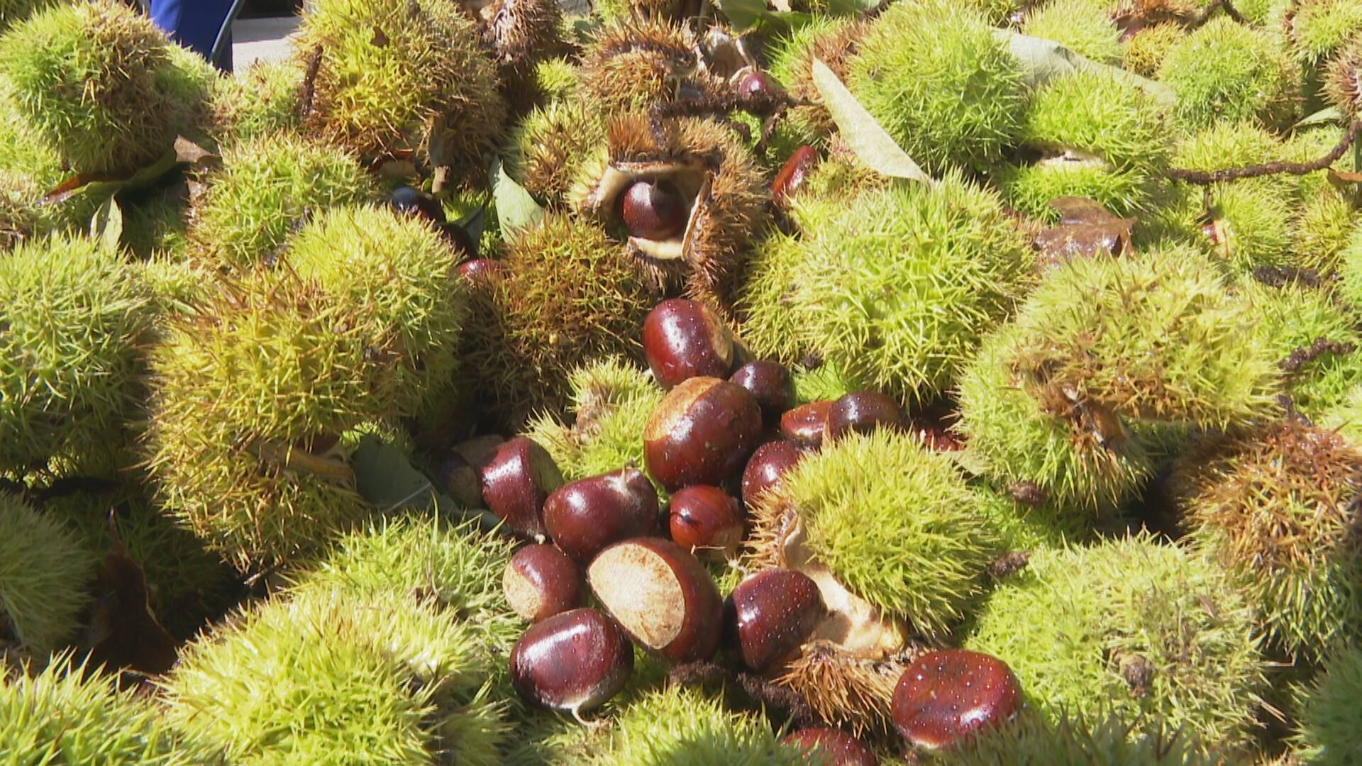 翔海集团:金秋板栗"开口笑" 农民喜收"致富果"!