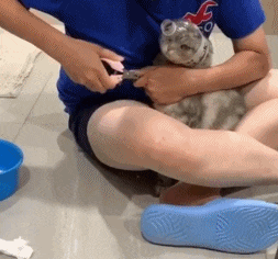 原创主人给猫剪指甲,看到猫咪头上的装备笑喷,这办法不错