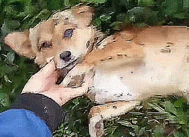 狗狗知道自己要死了，趕緊離家出走，主人找到它後，瞬間落淚 萌趣萌寵 第3张