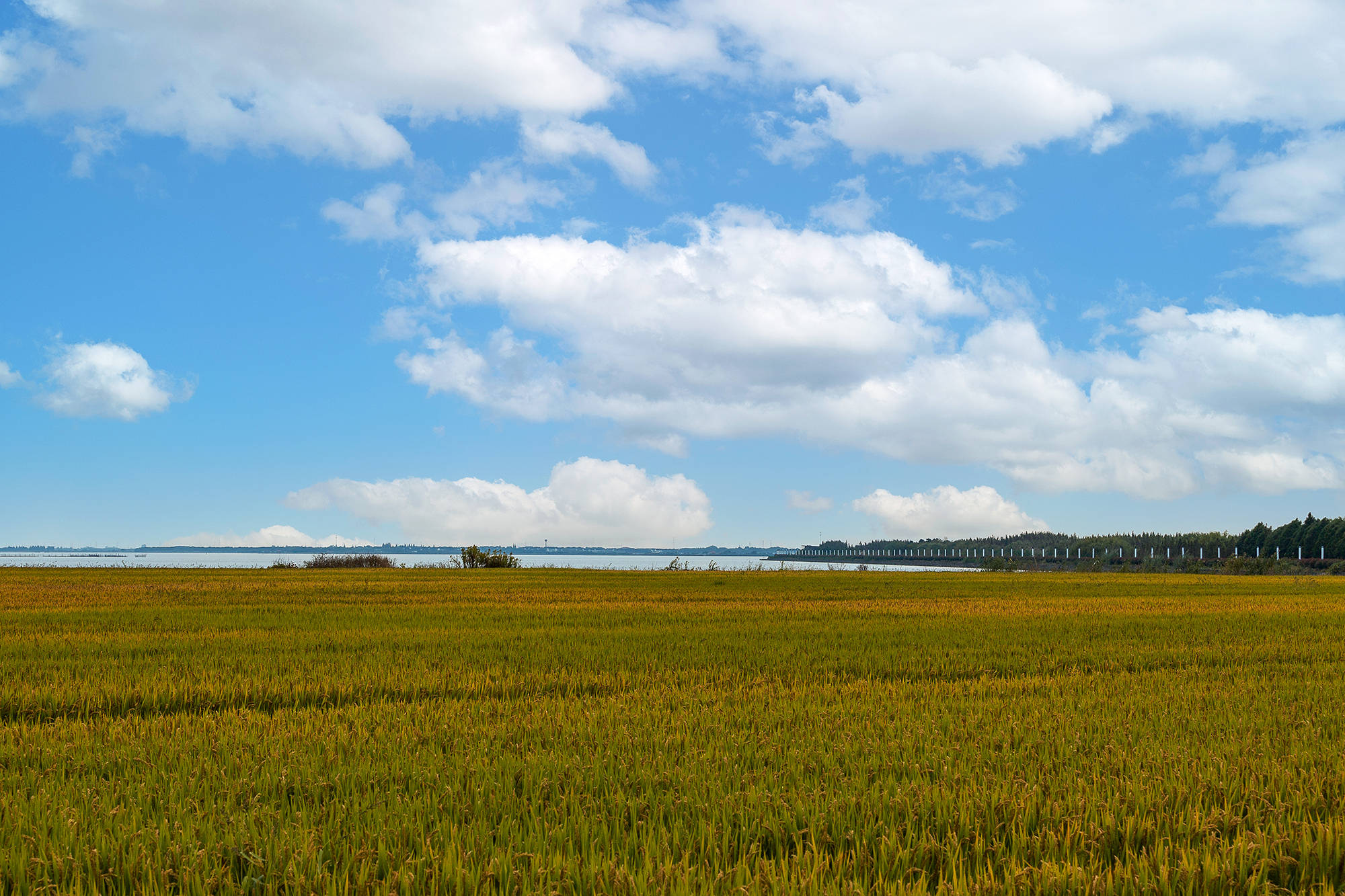 澄湖国际慢城少年的江南