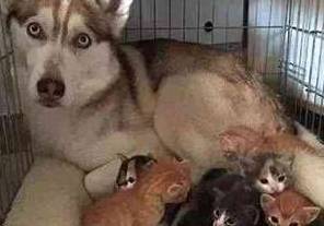 橘猫一口气生了10个,二哈都没空拆家了,天天帮着带娃,笑哭主人 橘猫一口气生了10个,二哈都没空拆家了,天天帮着带娃,笑哭主人