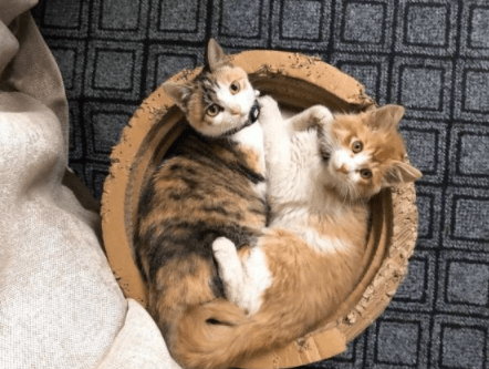 幽默gif：我姐離婚，幾天沒吃飯，家裡人讓我去安慰她，沒想到我姐說 搞笑整蠱 第8张