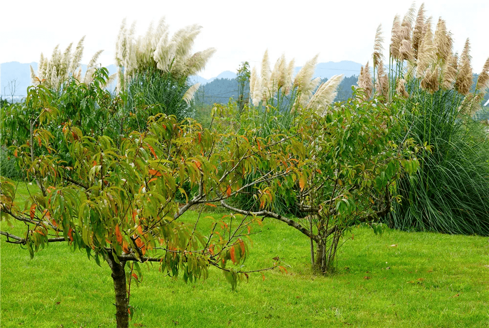 如雾|腾冲周边游丨北海蒲苇花开粉黛红