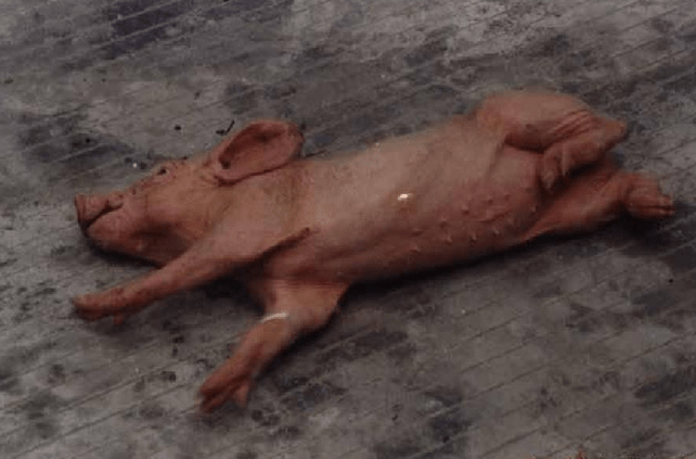 原创猪张嘴喘气怪叫是啥病猪尖叫还带喘怎么回事这些病要知道