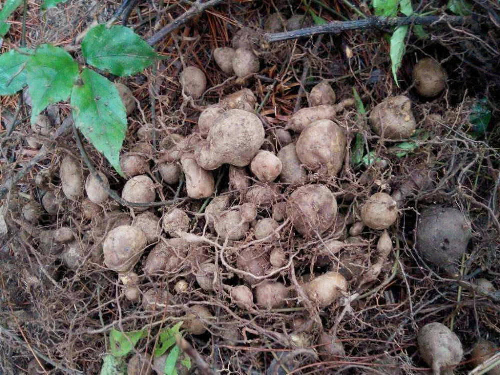 叶3片,以前多到没人要,如今1斤450元,遇见请珍惜