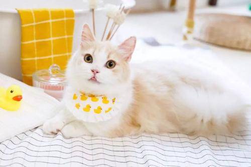 原料|猫条猫罐头猫冻干哪种嘴适合当猫零食,最好的猫零食推荐