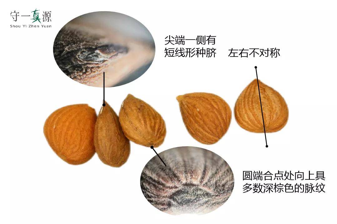 中药鉴定|脱了“马甲”的桃仁和苦杏仁,你还会分吗?_鉴别