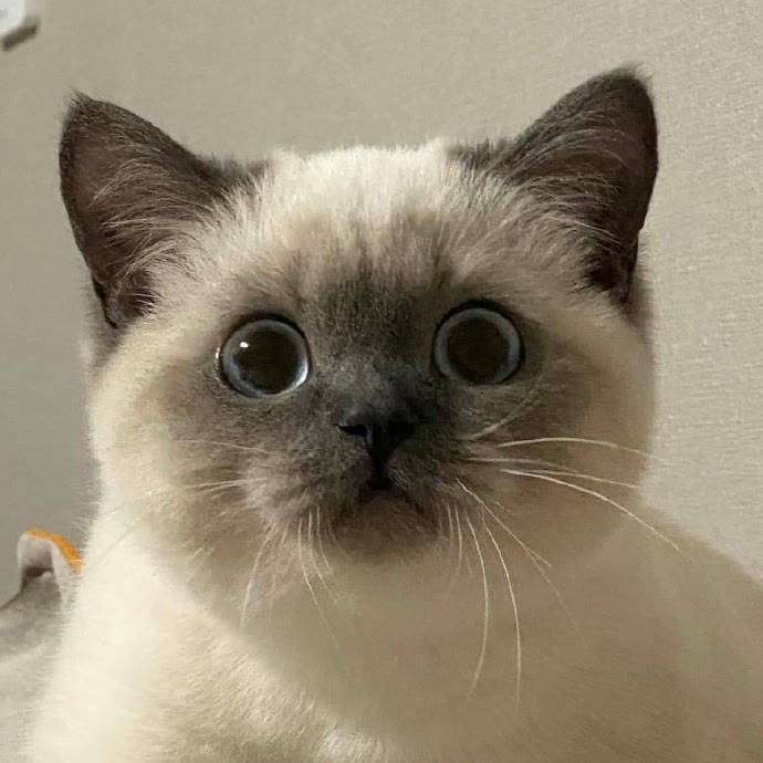 品牌|猫咪喂养科普+误区避坑,猫零食冻干评测