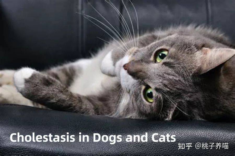 科普犬猫中常见的胆汁淤积性肝病及治疗方案_疾病