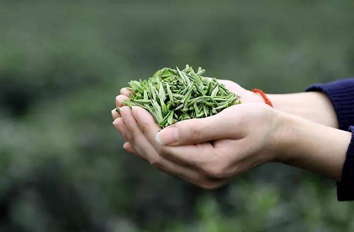 种类|茶, 坚持喝就是最好的养生