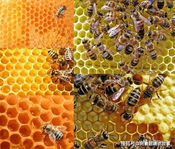 蜜蜂为什么蜇人