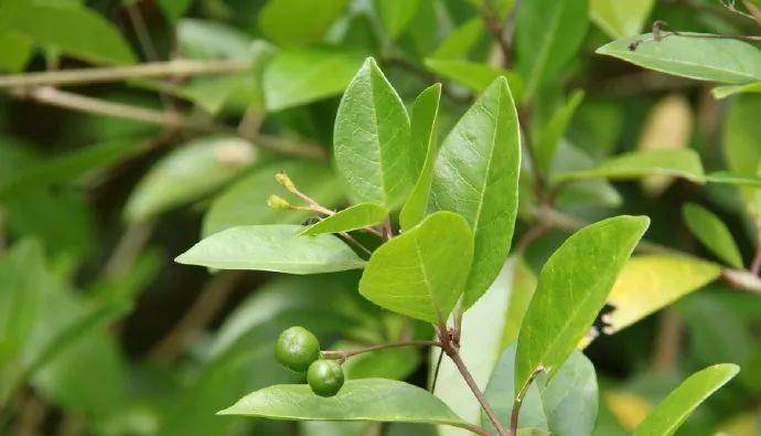 一味民间草药虎狼草外用敷一敷是治跌打损伤风湿骨痛良药