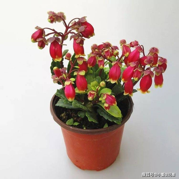 喜欢玫瑰 不如养盆 精品月季 加百列 白中有紫 优雅漂亮 粉紫色