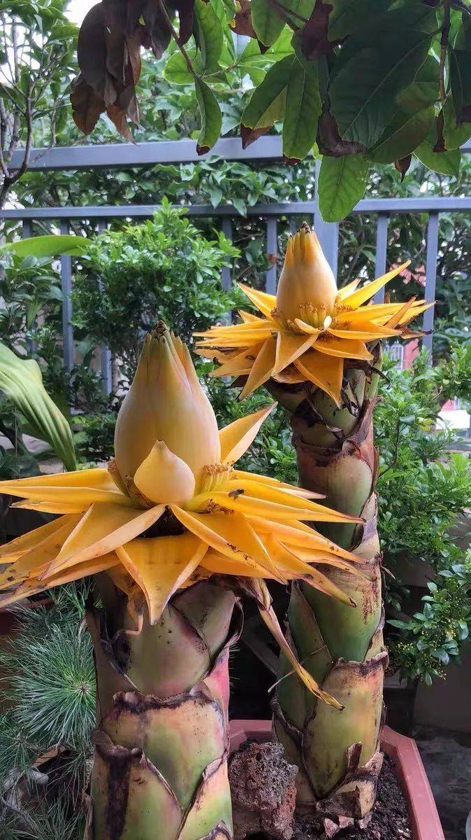 6种富贵花 名字带金 晒晒太阳 金光闪闪 很吉利 好运道 漂亮