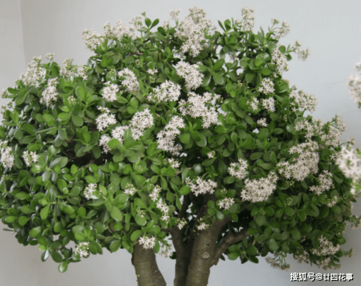 什么是三级枝条 af99ece4f6fb4b63ac281a1a9fdaa677.png