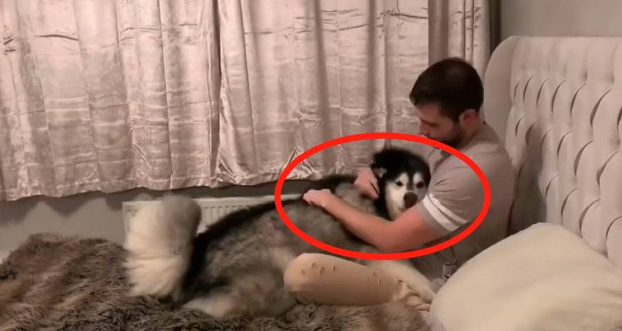 区说|主人出差回家，阿拉发现没带零食转身就跑，变脸也太快了吧