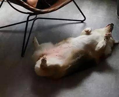 醉人回家未见柯基网友慌了,正着急时走到阳台一看,顿时笑抽了