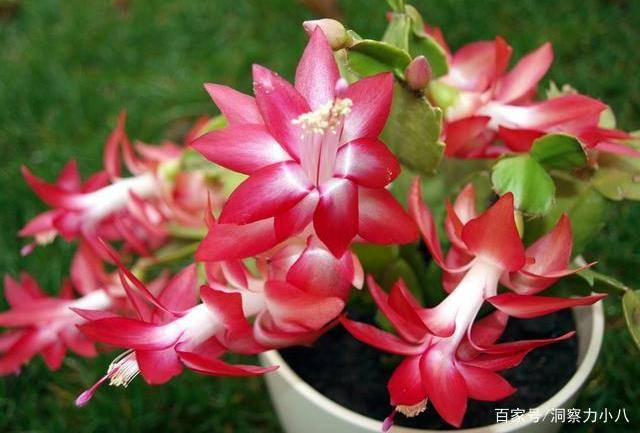 几月份嫁接蟹爪莲为最好 d639d91cb9b64a5286b0aedf1ec7d12f.jpeg