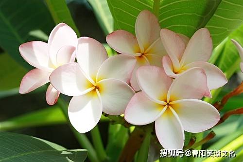 最有骨气的三大生肖女 靠自己最实在 不花男人一分钱 龙的