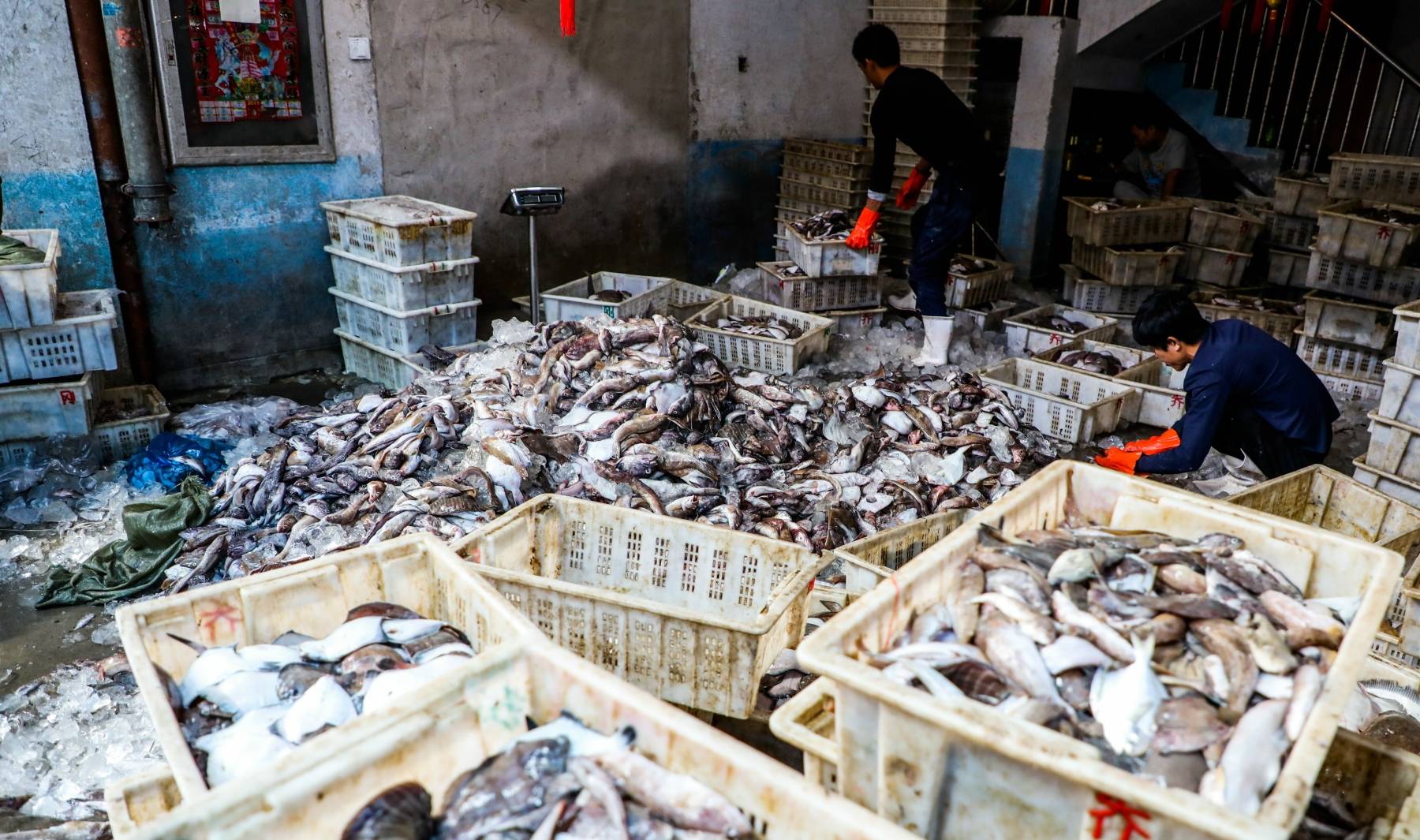 大量海鲜堆成“山”：人被“淹没”，花盖蟹子2元一斤“白菜价”