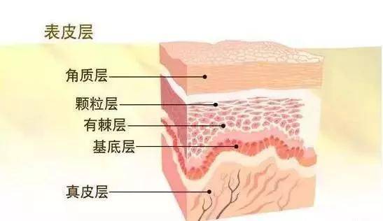 什么灿加老师护肤课堂：皮肤的基础知识及护理重点