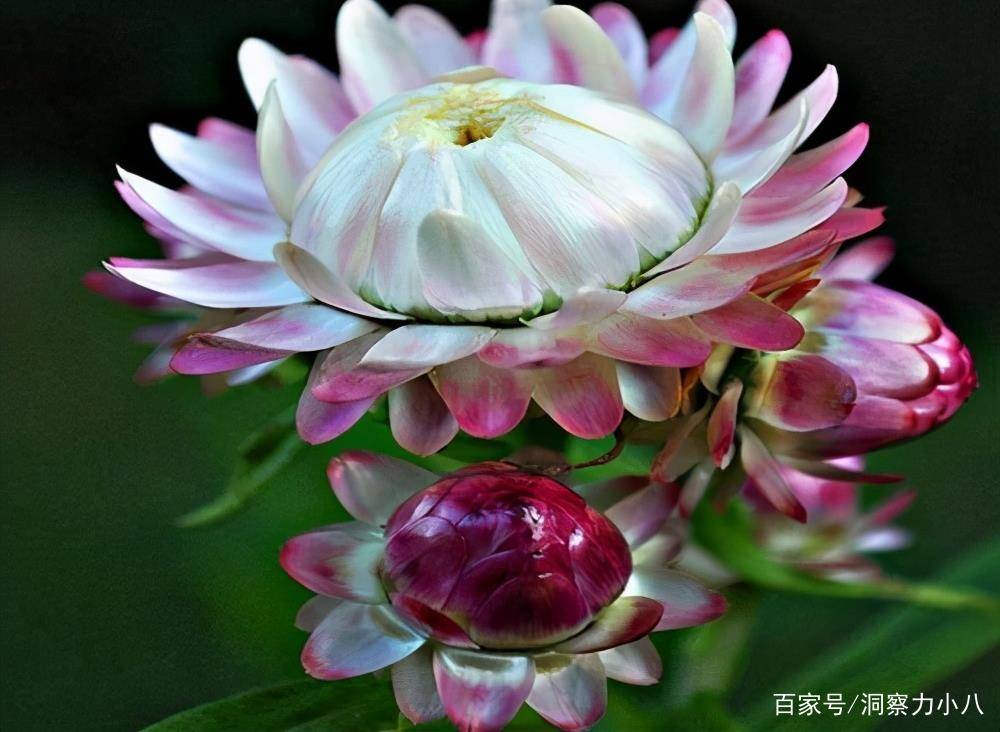 这三 年宵花 现入手正合适 遇水易窜芽 寓意好 越养越喜庆 养护