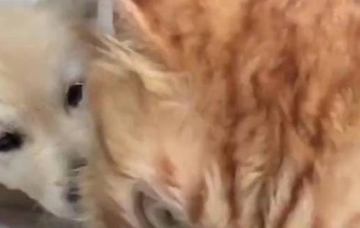 橘猫被一窝小金毛包围,被舔得生无可恋,小表情亮了,笑哭主人 橘猫被一窝小金毛包围,被舔得生无可恋,小表情亮了,笑哭主人