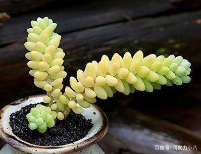 玉缀多肉怎么种 ee7f9419a95d480e83f83671dba25fe3.jpeg