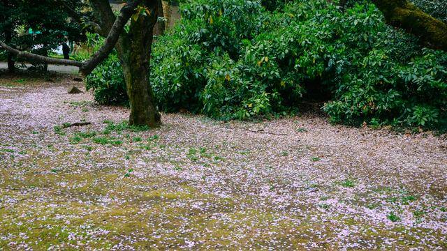 新宿御苑 繁华闹市里美得不可思议的公园 东京 言叶之 时候