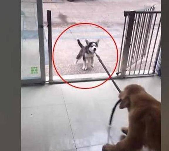 老弟狗子拆家被主人连床带狗扔了出来，狗狗：来啦老弟，一起拆啊！