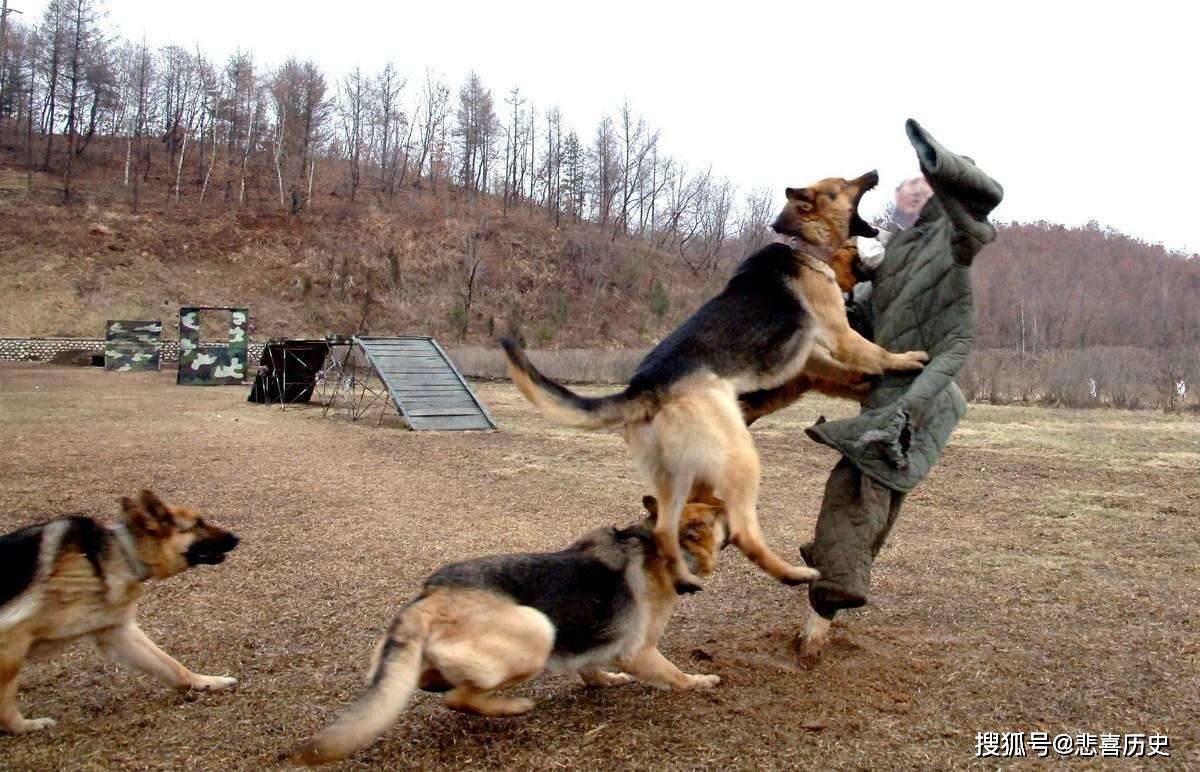 国家顶级护卫犬：昆明犬，你了解多少？_训练