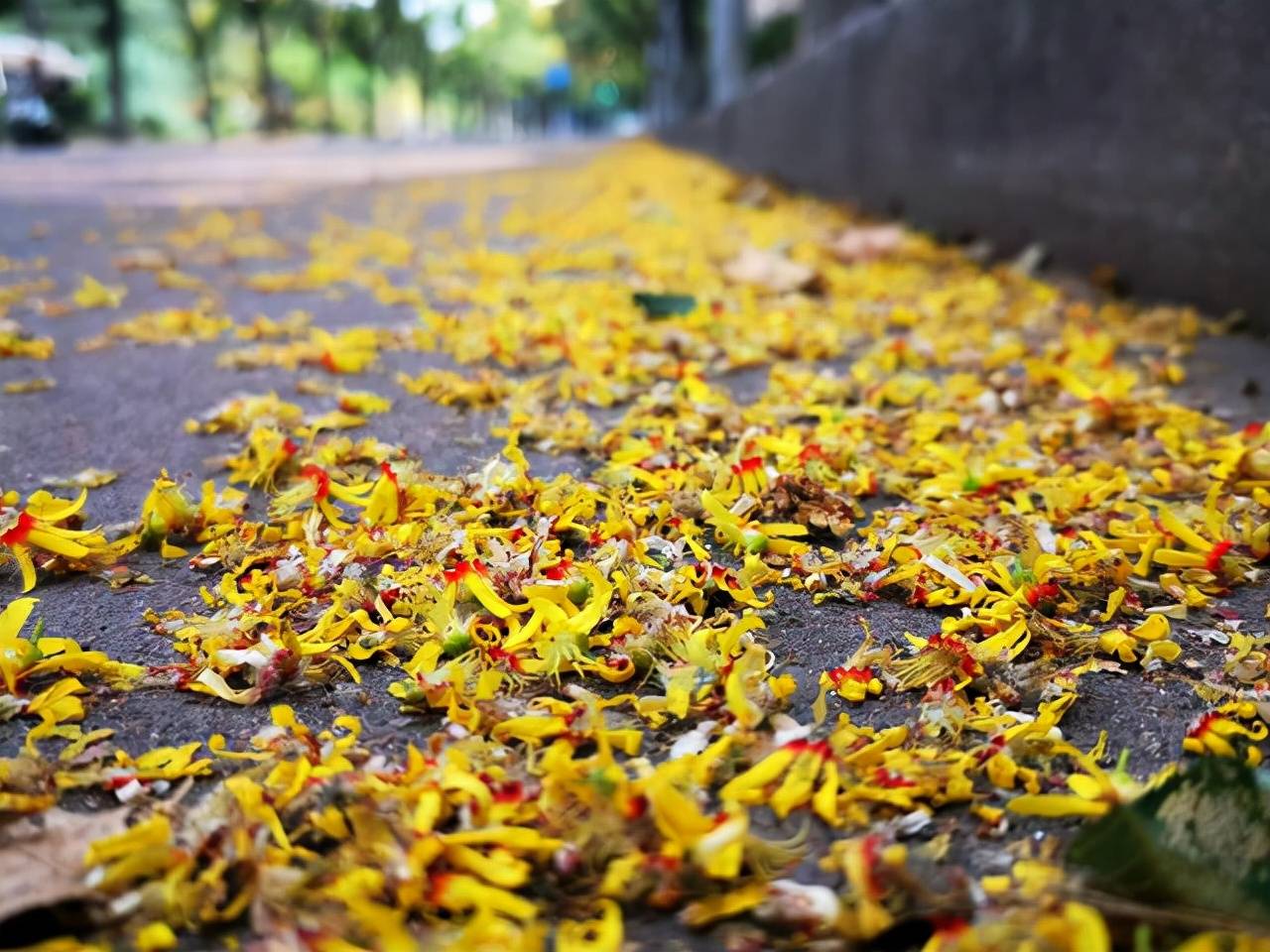 東風夜放花千樹.更吹落,星如雨——賞一場秋日的金色花雨