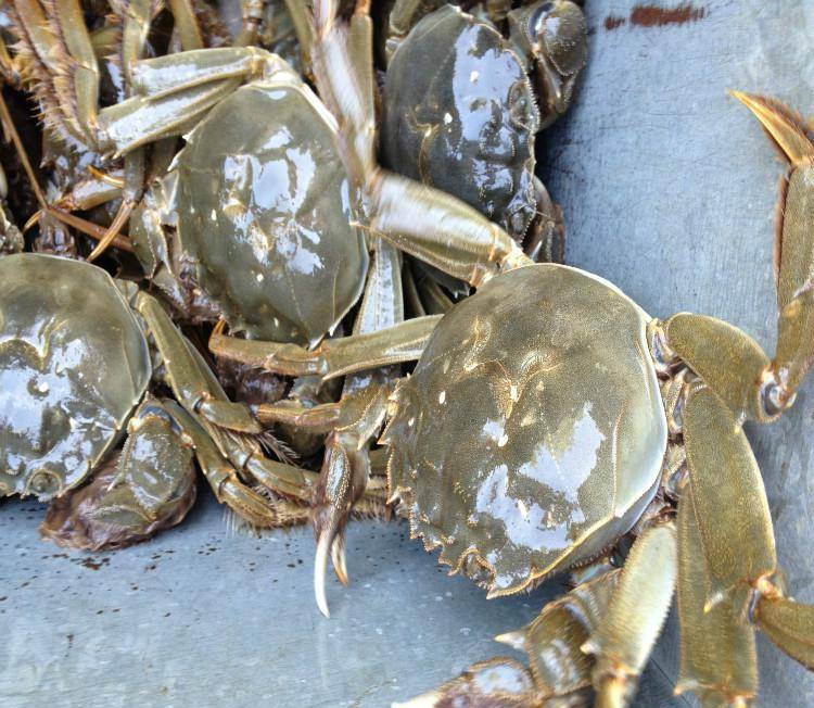 怎么养螃蟹和龙虾 995b833cb1e548809531f2e826cce886.jpeg