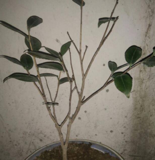 茶花,叶片黑尖,脱落,都是土壤惹的祸,怎么解决问题_叶子全