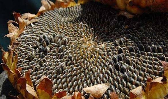 垃圾|真正的“垃圾零食”被公布,尽量少出现在家里,很多人喜欢吃