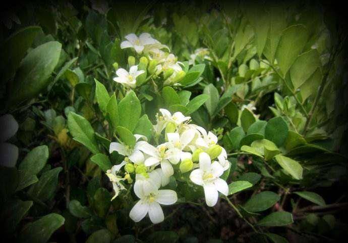 夜来香怎么养开花多 掌握这个小技巧让夜来香花开满盆 养殖