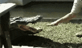 搞笑GIF：哥們，鐵砂掌已練成，以後沒人敢欺負你 搞笑整蠱 第3张