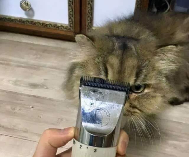 什么笑尿！网红加菲猫模样霸气又潦草，面包脸走出了十级飓风的样子？