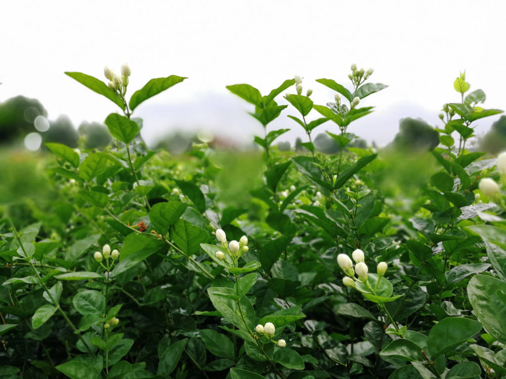 你会唱《茉莉花》，不一定知道茉莉之乡