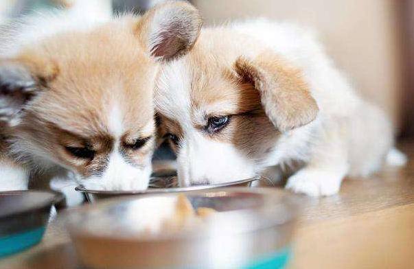 顿无养柯基犬，千万不要对它做这几件事，不利于它的健康！