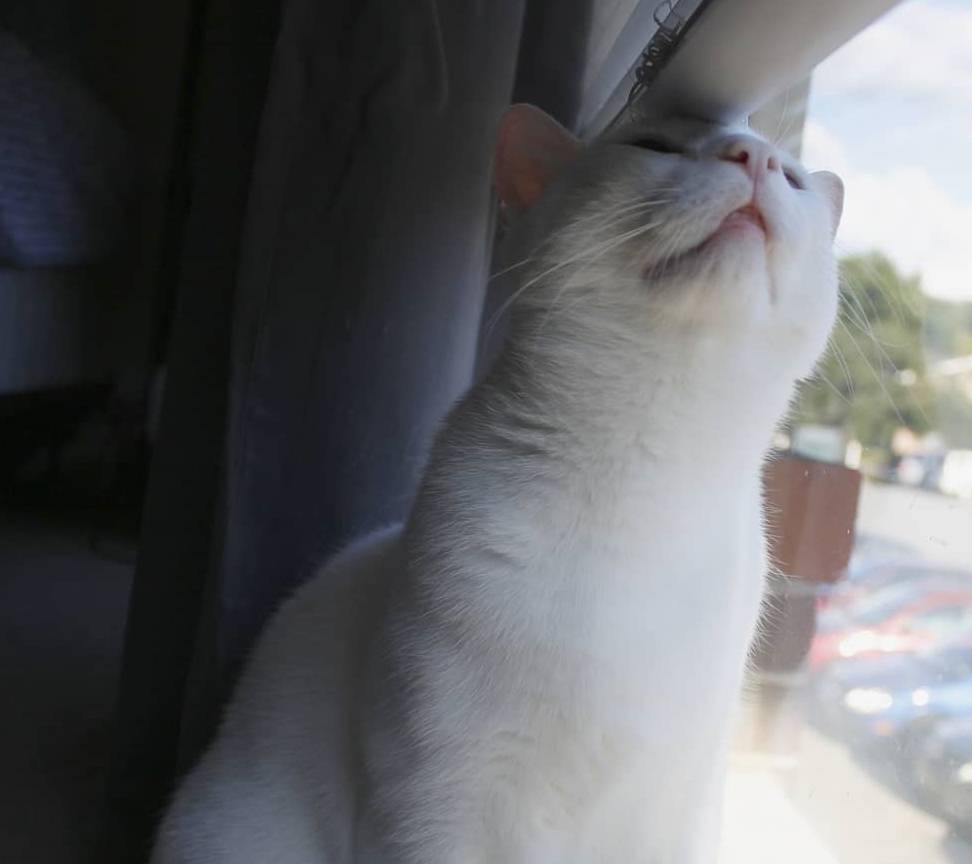 因为养猫一定要理性大于热情，因为未来十几年你都要面对这些麻烦事儿