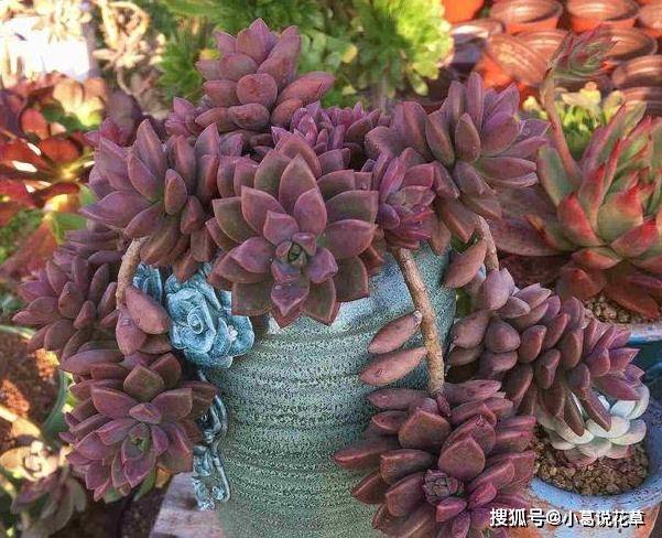 秋季入手盆栽多肉 甭选夏型种 养这5款群生品种 嗖嗖窜爆盆 叶片