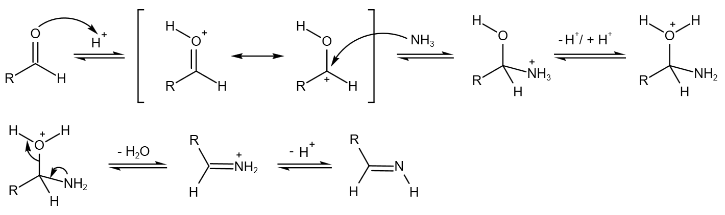 氰化物作為親核試劑加到亞胺碳上,生成α-氨基腈:該產物可任選水解為