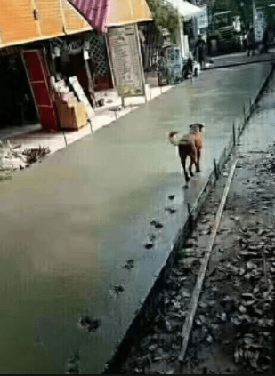 輕松一笑：司機，快關門，後邊的不要擠了，擠死人不償命…… 搞笑整蠱 第8张