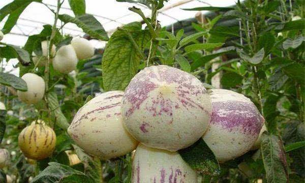 品质好的人参果大果超甜 572cf7d5c51c4a4d97f5e4465266523b.jpeg