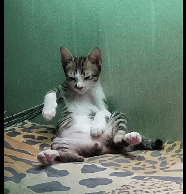 猫咪像个人一样坐在床上，一副大佬的坐姿，表情有点放荡不羁呀！_主人 