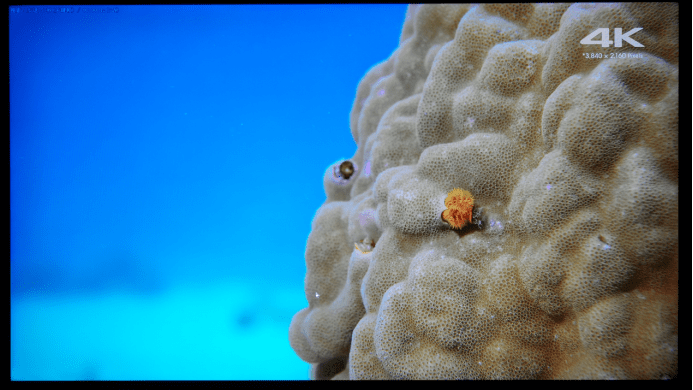 名至实归的 98 吋巨无霸影院 TCL 98X9C IMAX Enhanced 巨幕智屏抢先测